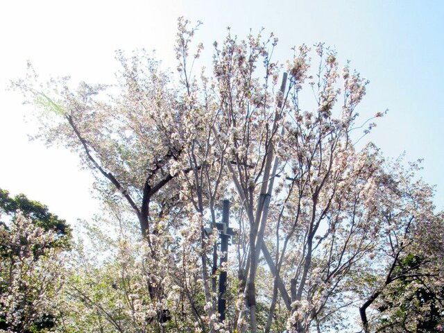 桜 天の川