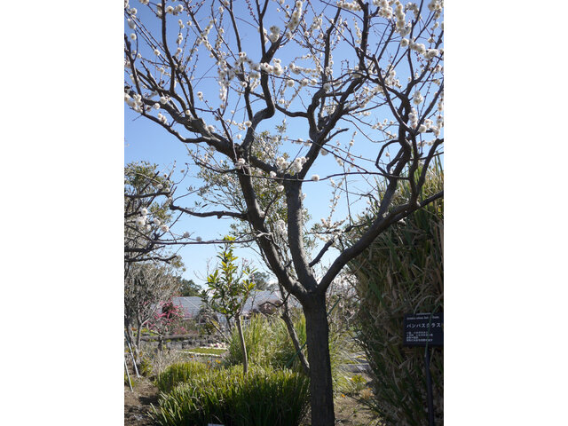 Prunus mume  'kanou-gyokucyou-taikako'