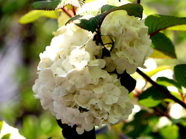 Japanese snowball