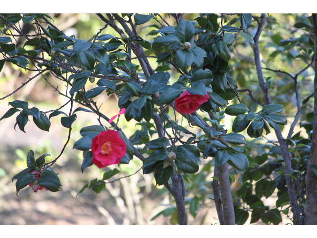 Camellia japonica 'Okesa-bayashi'