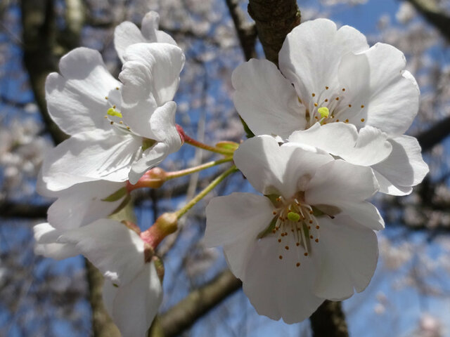 Koshino-higanzakura