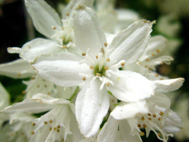 Deutzia gracilis