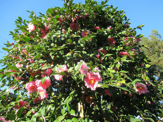 Camellia sasanqua