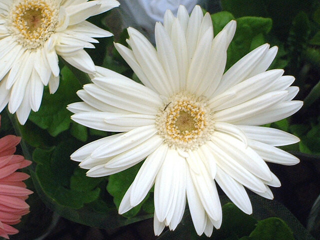 Gerbera