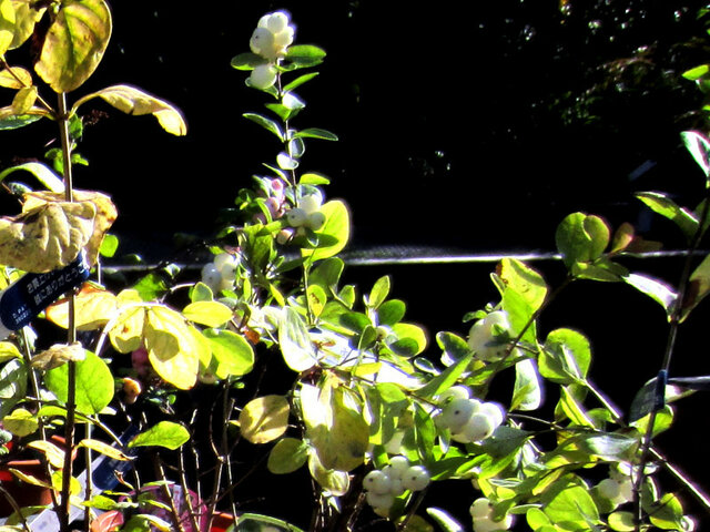 Symphoricarpos albus