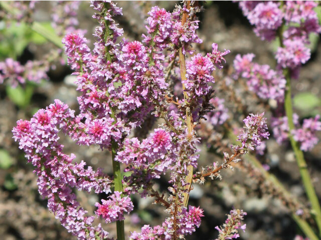 Limonium swallowed