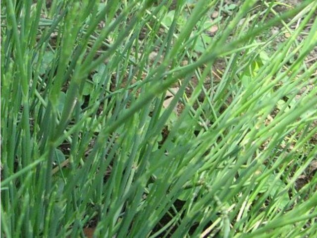 Ephedra distachya