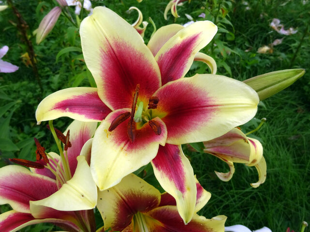 Lilium cv. Royal trinity