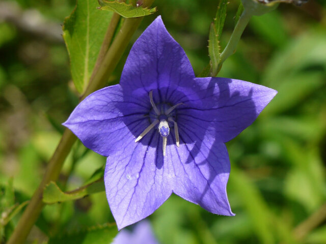 Balloon flower