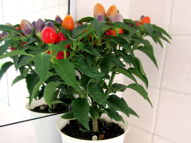 Flower pepper