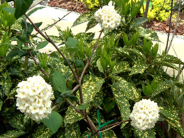 Fragrant snowball