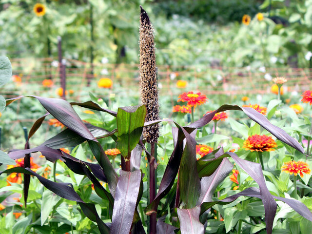 Pennisetum glaucum 'Purple Majesty'