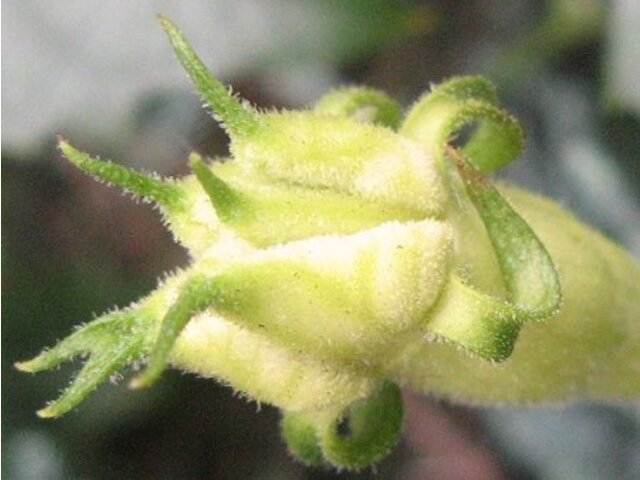 夕方から咲く花 夜行性の花 夜に香る花 かぎけん花図鑑