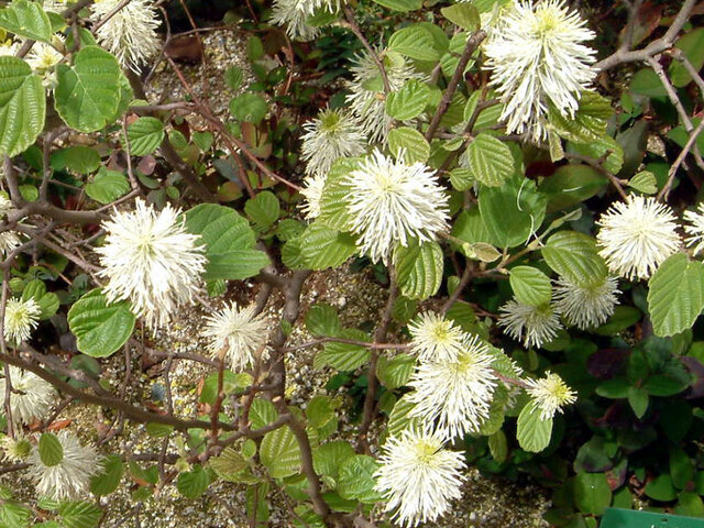 Fothergilla major 