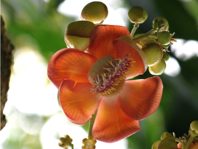 Couroupita guianensis