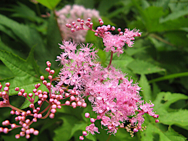 Filipendula multijuga