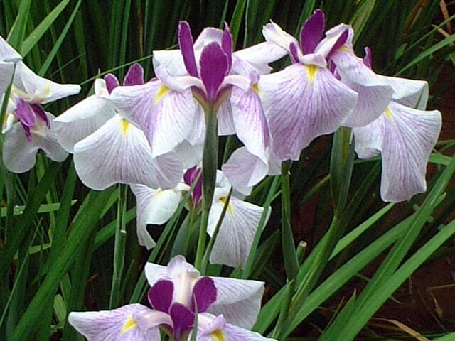 Japanese Iris 'Komachi musume'