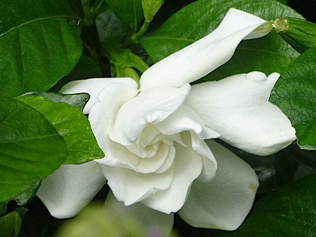 Gardenia