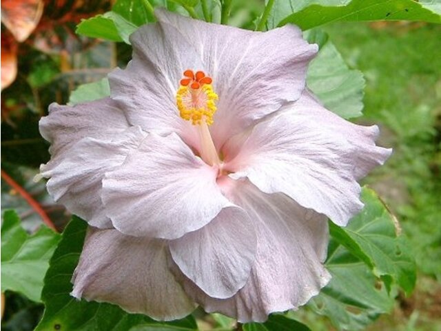 ハイビスカス Hibiscus Hybrids かぎけん花図鑑