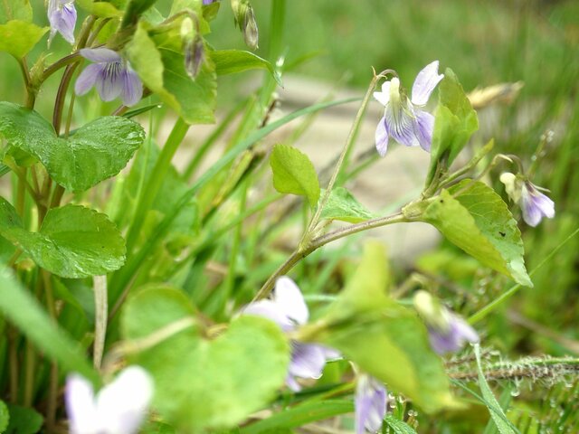 大紫花堇菜