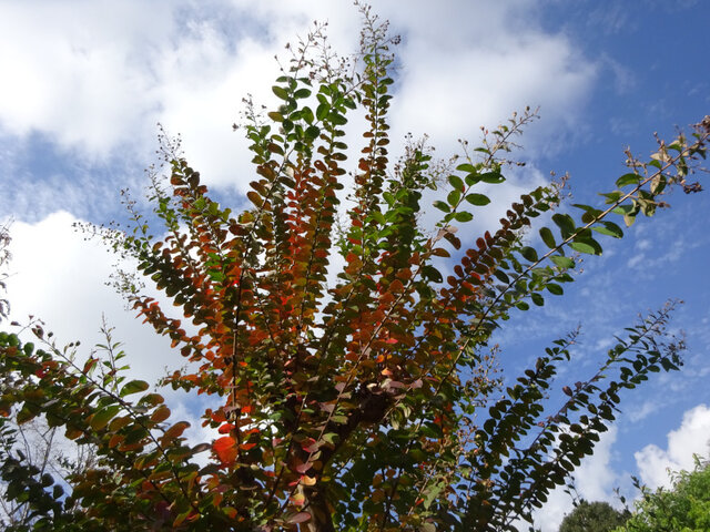 Lagerstroemia Indica