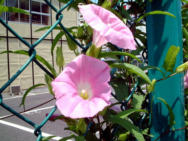 Calystegia japonica