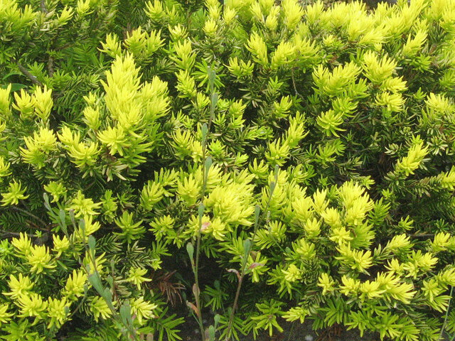 Dwarf Japanese yew