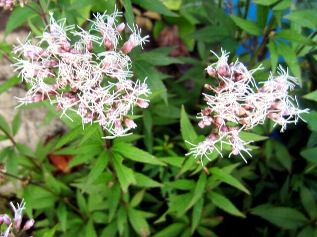 Eupatorium japonicum