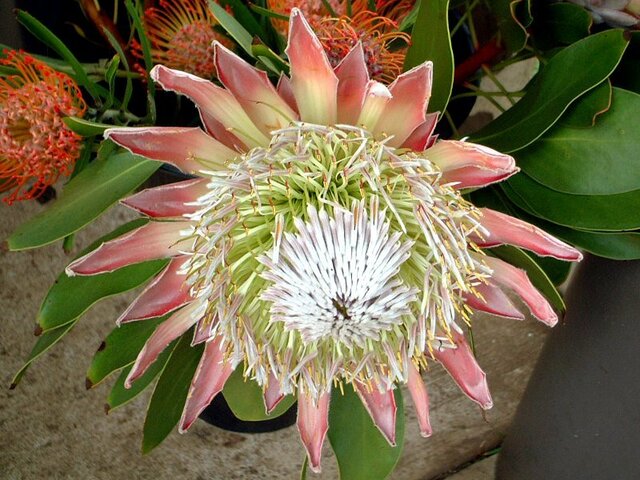 King Protea