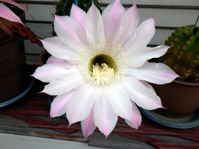 Echinopsis multiplex