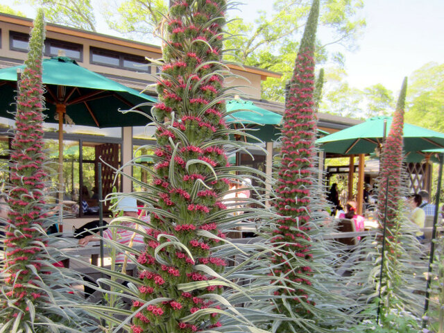 Echium wildpretii