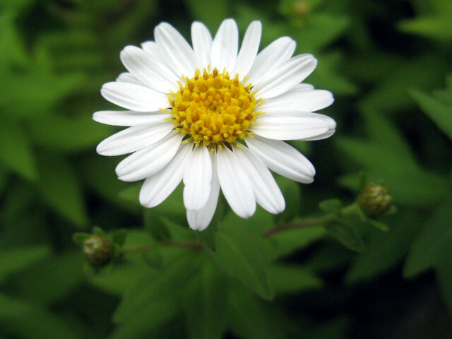 箱根菊