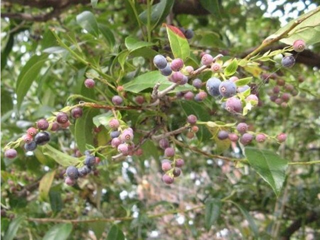 Vaccinium bracteatum