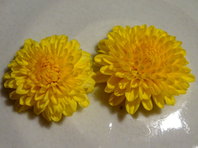 Chrysanthemum 'Enmeiraku'