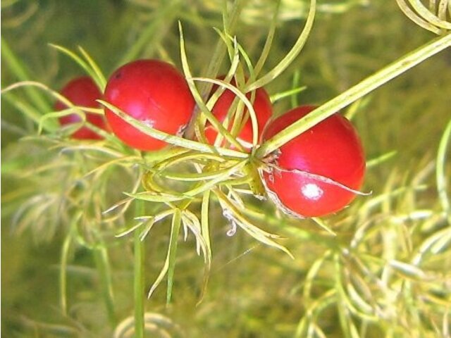 赤い実134種 かぎけん花図鑑