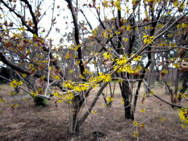 Chinese witch hazel