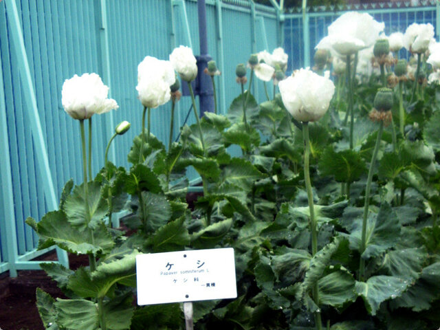 アヘンケシ | Papaver somniferum | かぎけん花図鑑
