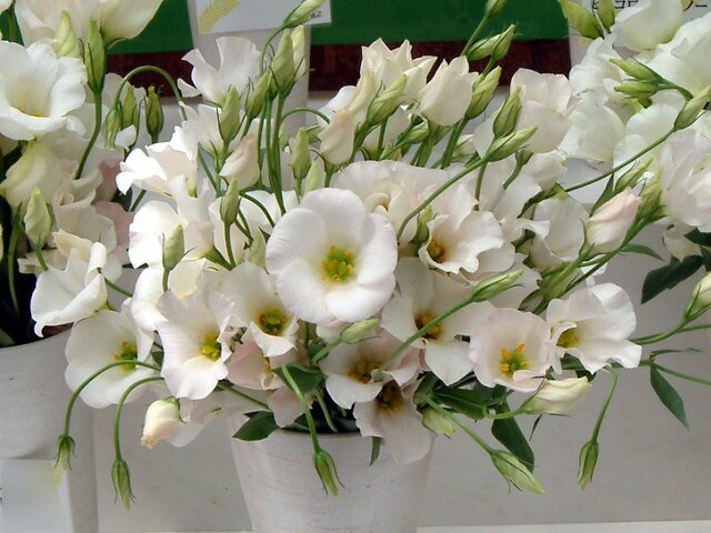 トルコギキョウ マシェリピンク Eustoma Grandiflorum Ma Cherie Pink かぎけん花図鑑 トルコギキョウ マシェリピンク Eustoma Grandiflorum Ma Cherie Pink かぎけん花図鑑