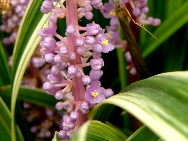 Liriope muscari