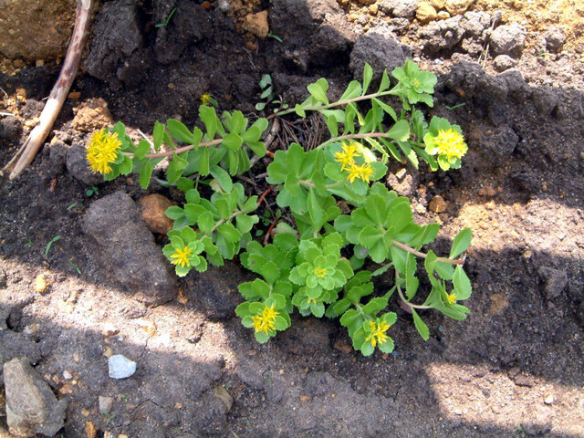 Phedimus floribundus