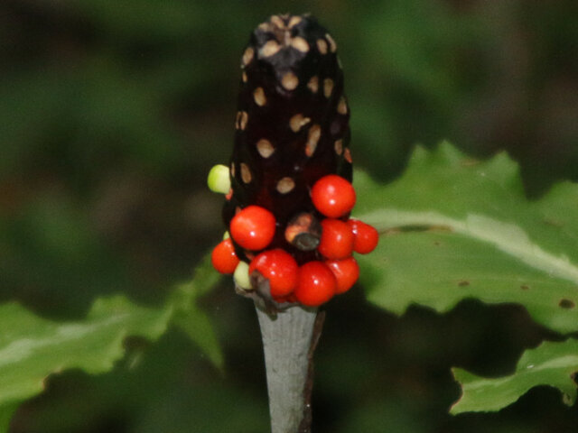 Arisaema limbatum var. ionostemma 