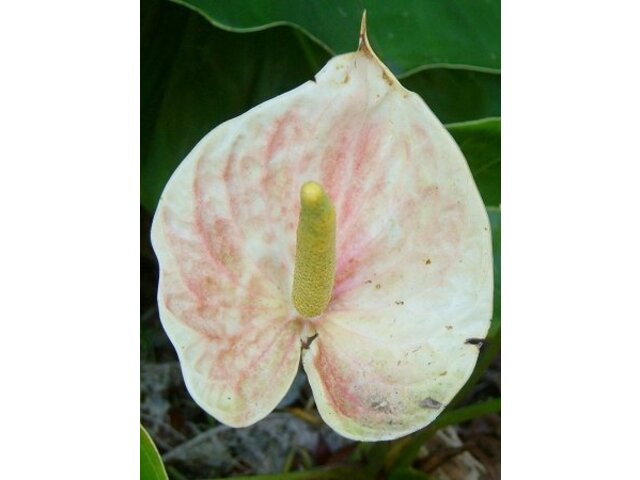 Anthurium