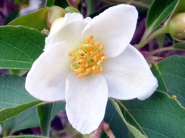 Stewartia monadelpha