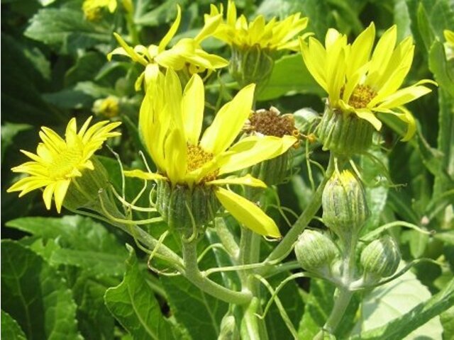 多肉千里光 Senecio Pseudoarnica 科技研花图画书