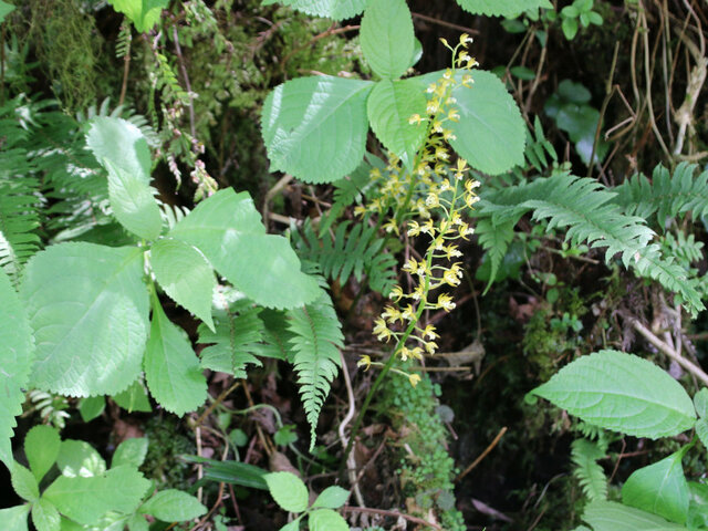 大黄花虾脊兰