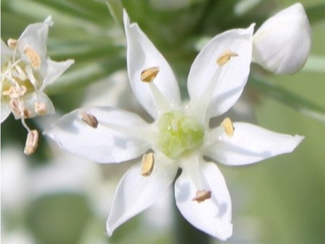 ニラ Allium Tuberosum かぎけん花図鑑