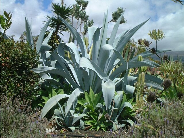 Agave franzosinii cactus