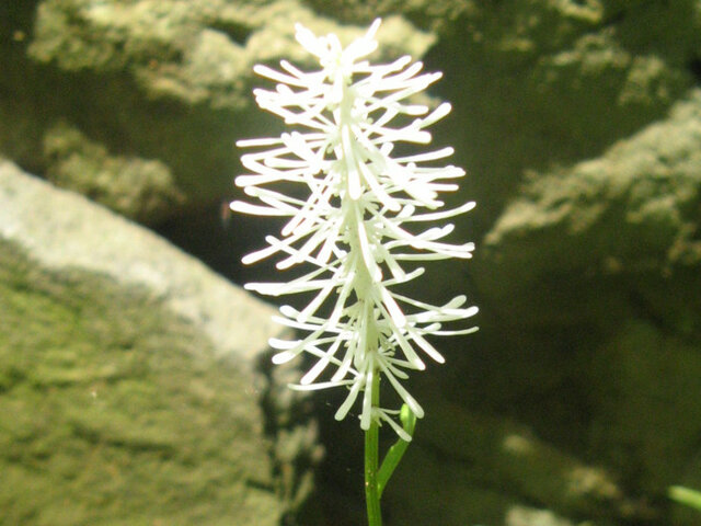 Chionographis japonica