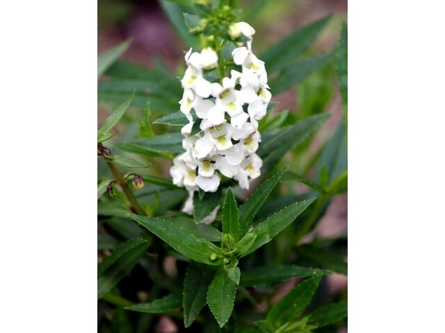 Angelonia serena