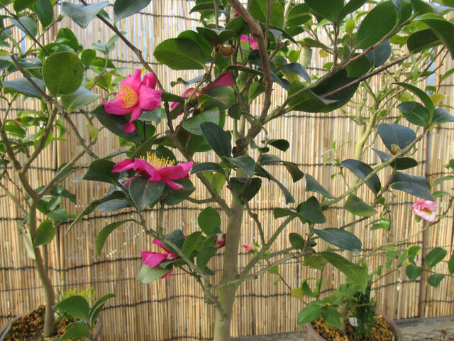 Camellia sasanqua 'Shichihouden'